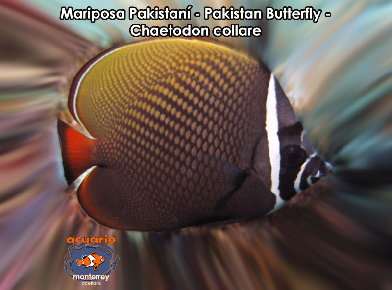 Mariposa Pakistani - Pakistan Butterfly - Chaetodon collare