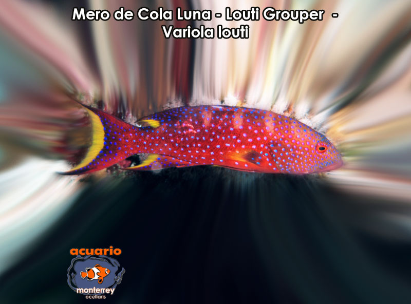 Mero de Cola Luna - Louti Grouper - Variola louti