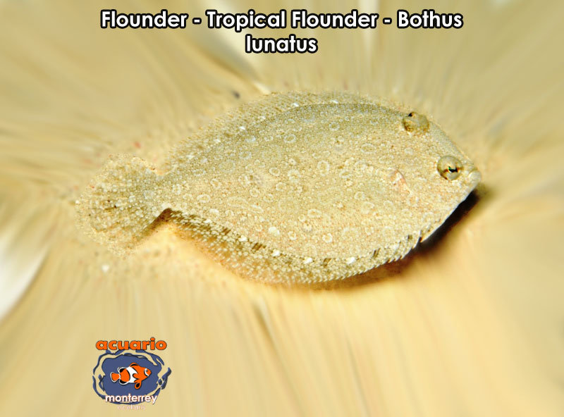 Flounder - Tropical Flounder - Bothus lunatus