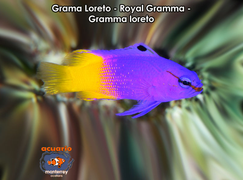 Grama Loreto - Royal Gramma - Gramma loreto