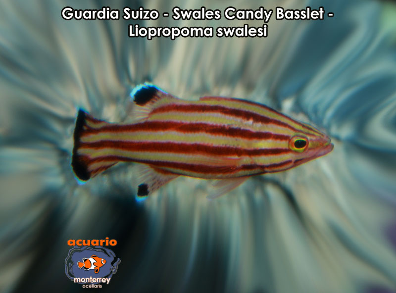 Guardia Suizo - Swales Candy Basslet - Liopropoma swalesi