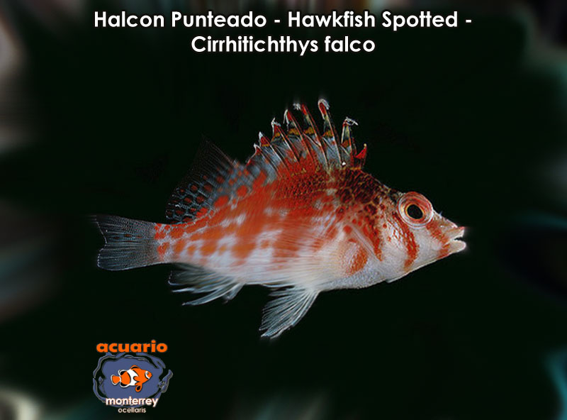 Halcon Punteado - Hawkfish Spotted - Cirrhitichthys falco