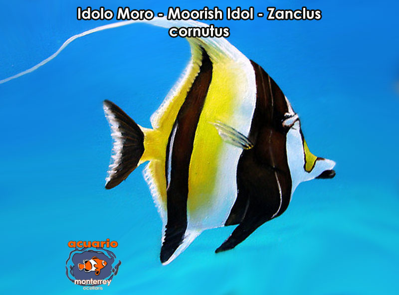 Idolo Moro - Moorish Idol - Zanclus cornutus