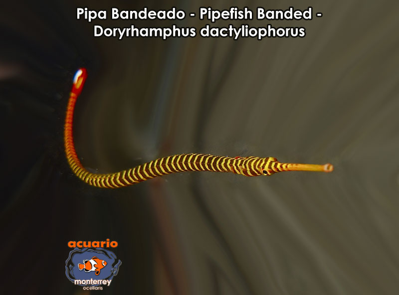 Pipa Bandeado - Pipefish Banded - Doryrhamphus dactyliophorus