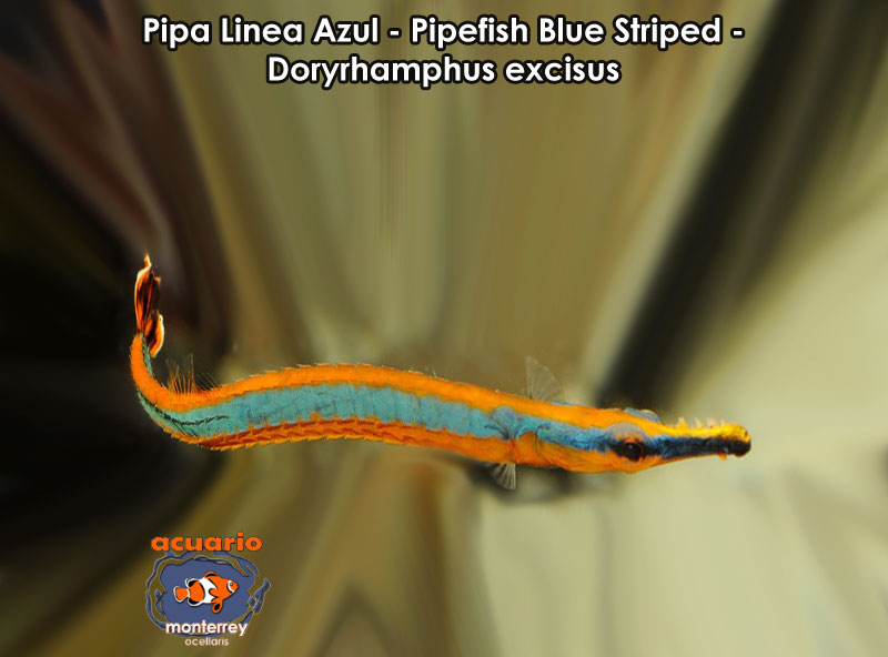 Pipa Linea Azul - Pipefish Blue Striped - Doryrhamphus excisus