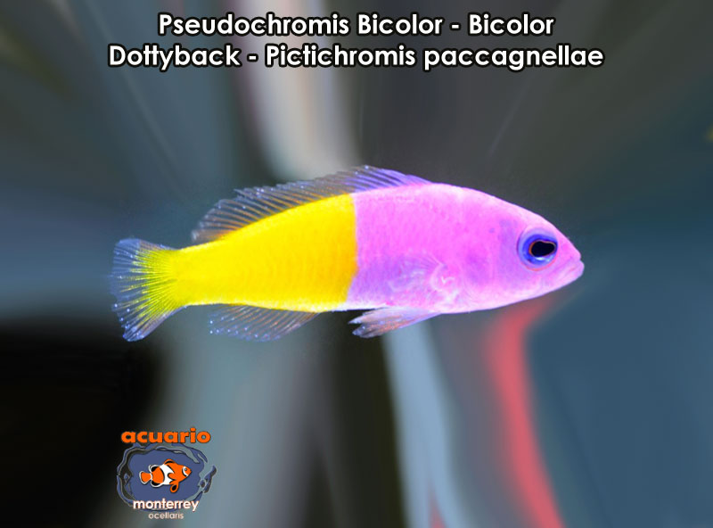 Pseudochromis Bicolor - Bicolor Dottyback - Pictichromis paccagnella