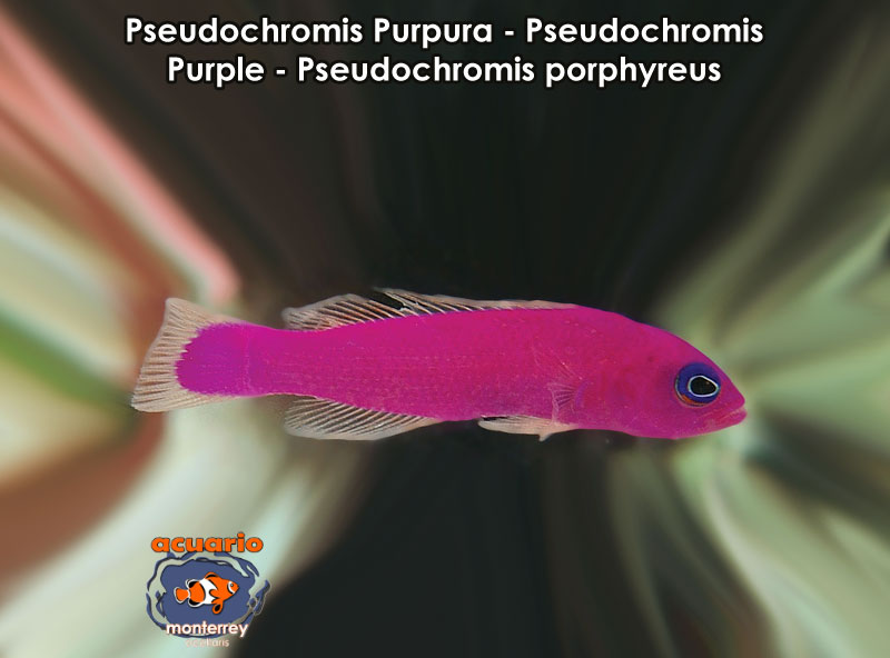 Pseudochromis Purpura - Pseudochromis Purple - Pseudochromis porphyreus