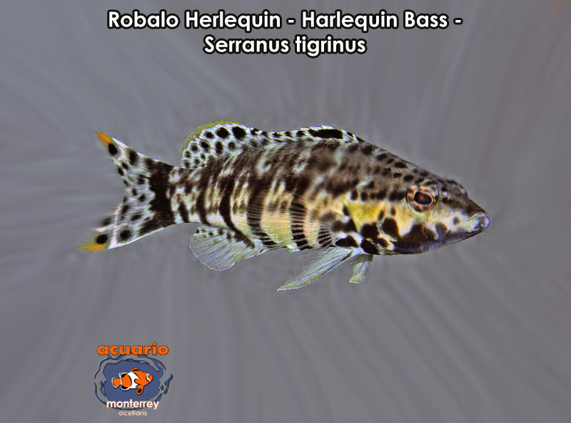 Robalo Herlequin - Harlequin Bass - Serranus tigrinus