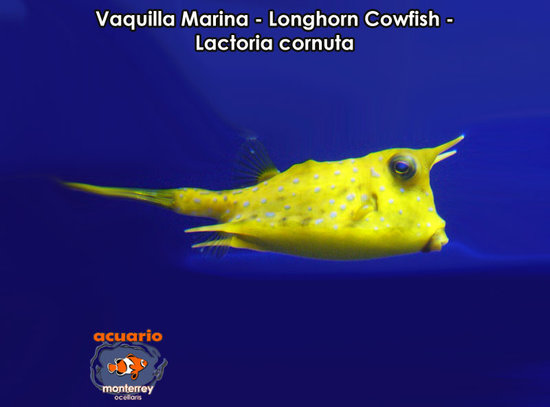 Vaquilla Marina - Longhorn Cowfish - Lactoria cornuta