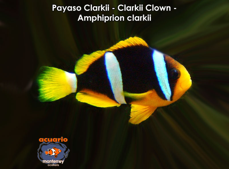 Payaso Clarkii - Clarkii Clown - Amphiprion clarkii