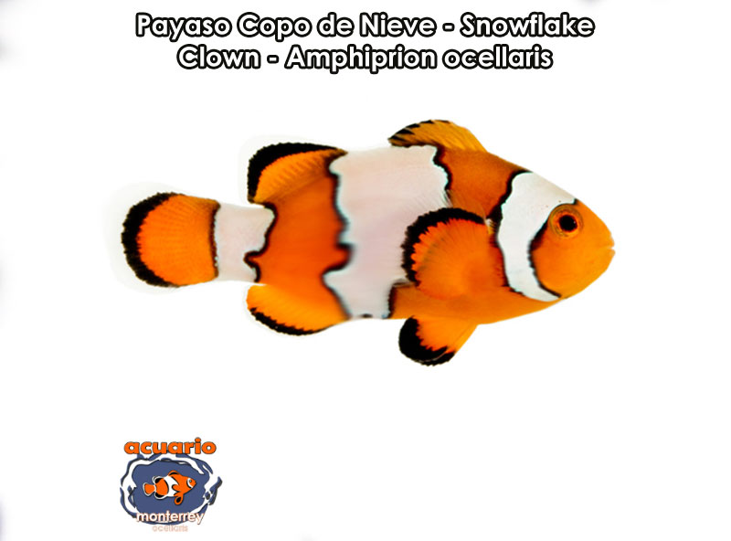 Payaso Copo de Nieve - Snowflake Clown - Amphiprion ocellaris