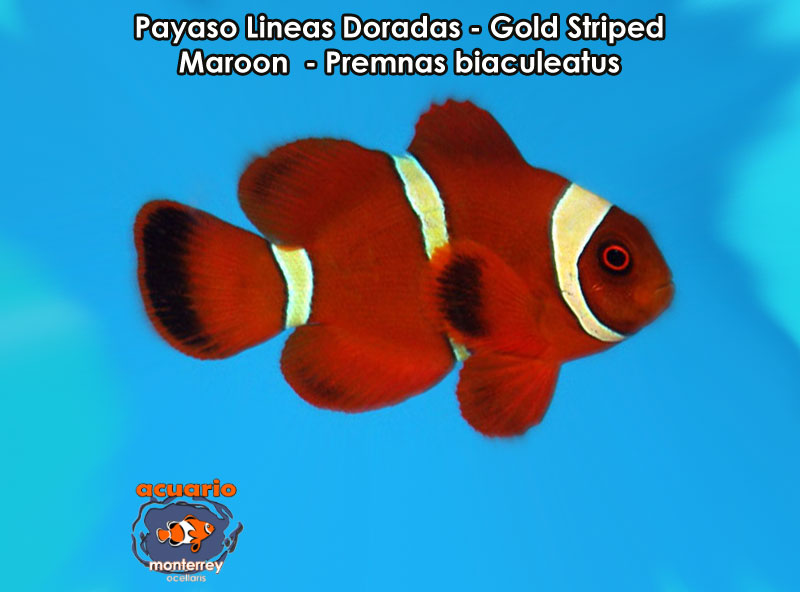 Payaso Lineas Doradas - Gold Striped Maroon - Premnas biaculeatus