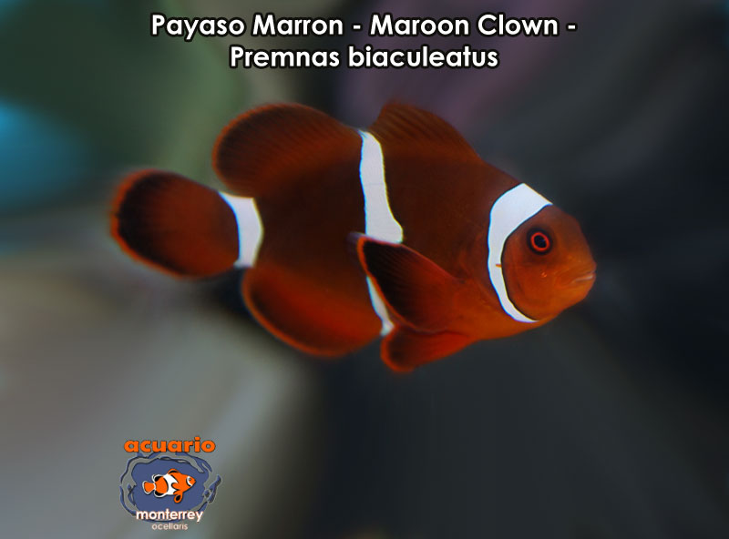 Payaso Marron - Maroon Clown - Premnas biaculeatus