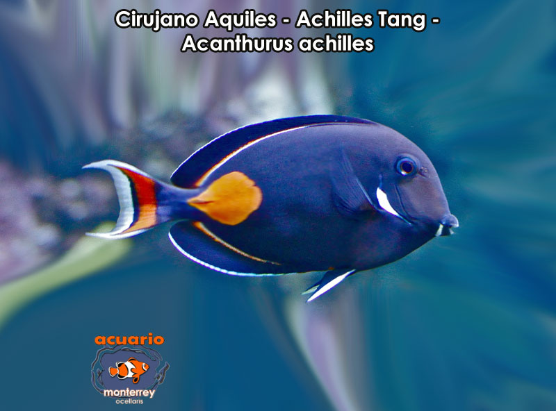 Cirujano Aquiles - Achilles Tang - Acanthurus achilles