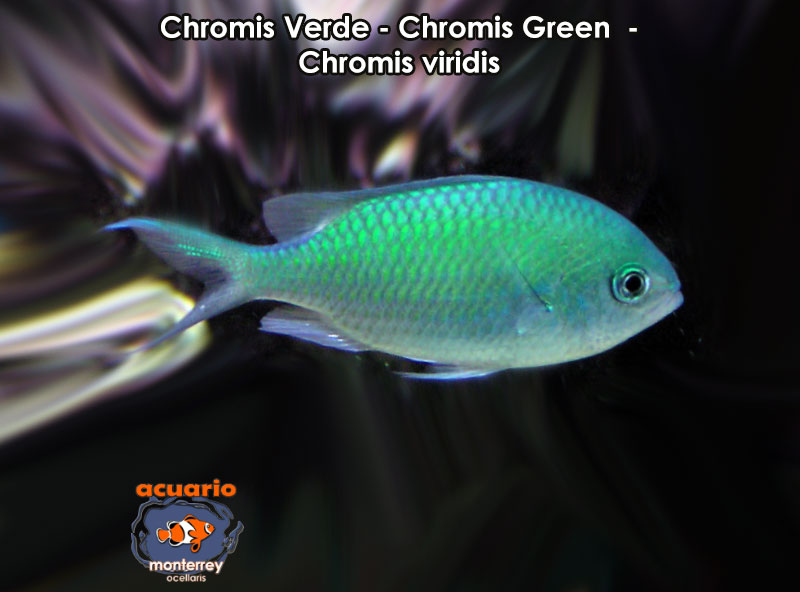 Chromis Verde - Chromis Green - Chromis viridis