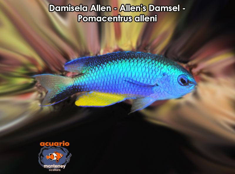 Damisela Allen - Allen's Damsel - Pomacentrus alleni