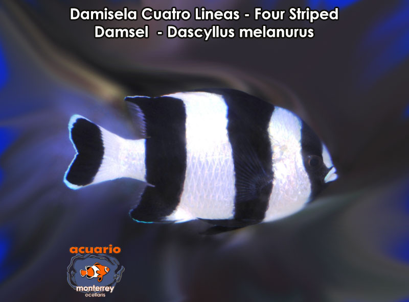 Damisela Cuatro Lineas - Four Striped Damsel - Dascyllus melanurus