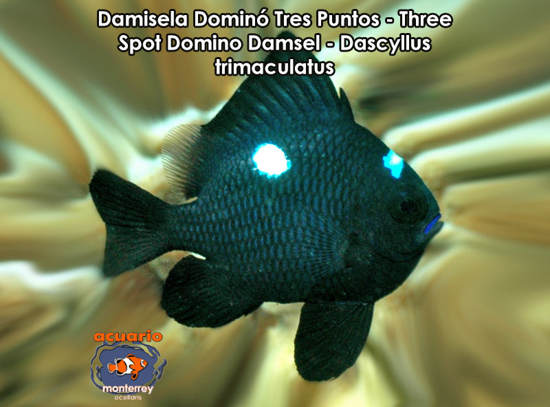 Damisela Domino Tres Puntos - Three Spot Domino Damsel - Dascyllus trimaculatus