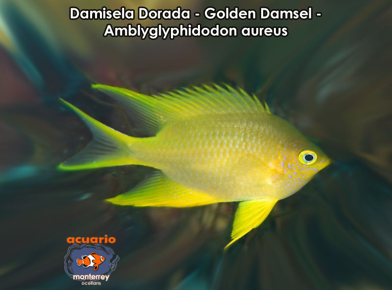 Damisela Dorada - Golden Damsel - Amblyglyphidodon aureus