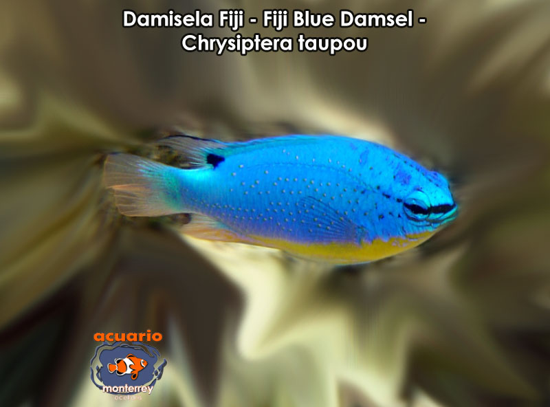 Damisela Fiji - Fiji Blue Damsel - Chrysiptera taupou