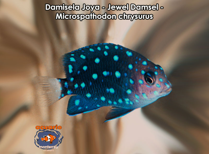 Damisela Joya - Jewel Damsel - Microspathodon chrysurus