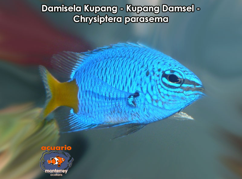 Damisela Kupang - Kupang Damsel - Chrysiptera parasema