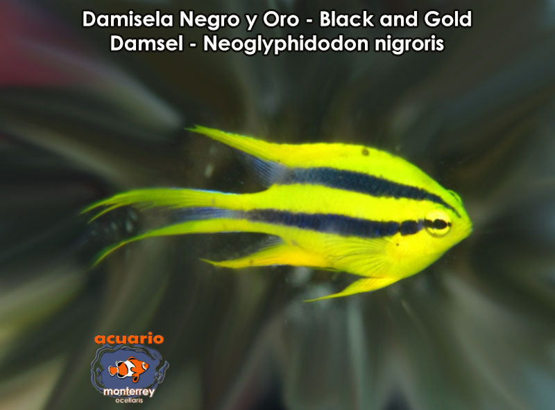 Damisela Negro y Oro - Black and Gold Damsel - Neoglyphidodon nigroris