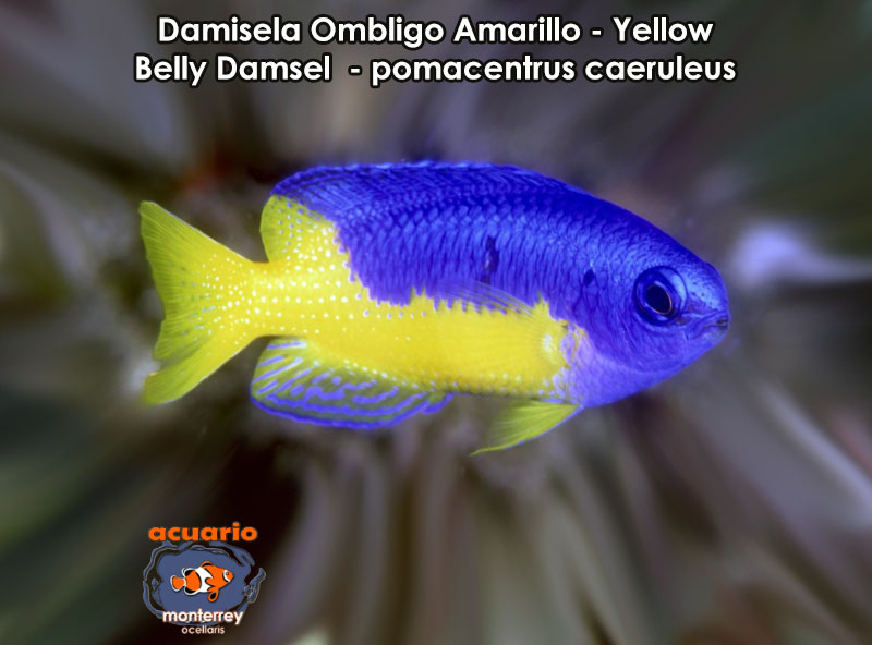 Damisela Ombligo Amarillo - Yellow Belly Damsel - pomacentrus caeruleus