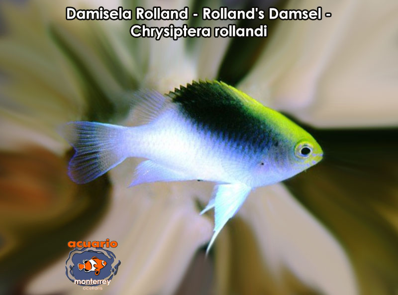 Damisela Rolland - Rolland's Damsel - Chrysiptera rollandi