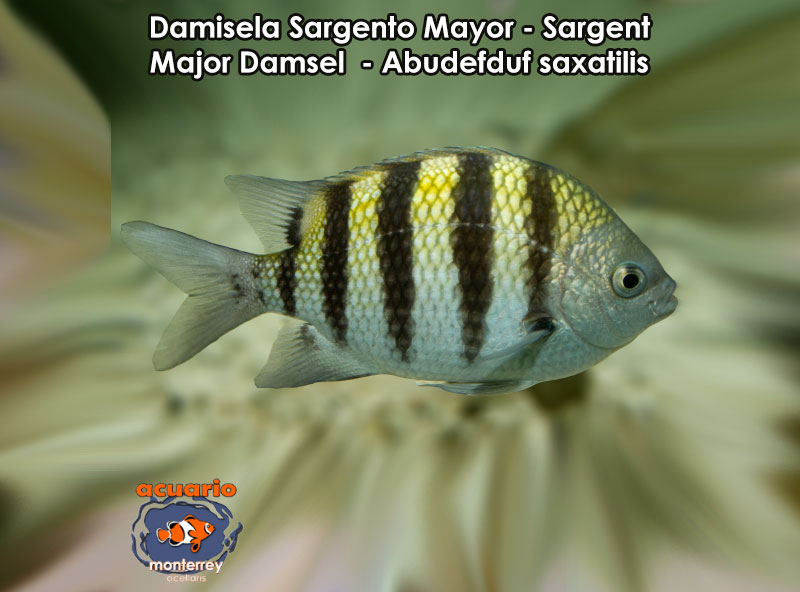 Damisela Sargento Mayor - Sargent Major Damsel - Abudefduf saxatilis