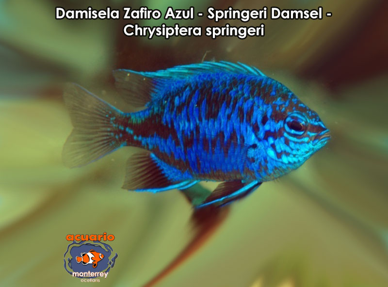 Damisela Zafiro Azul - Springeri Damsel - Chrysiptera springeri