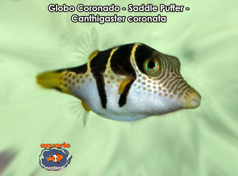 Globo Coronado - Saddle Puffer - Canthigaster coronata