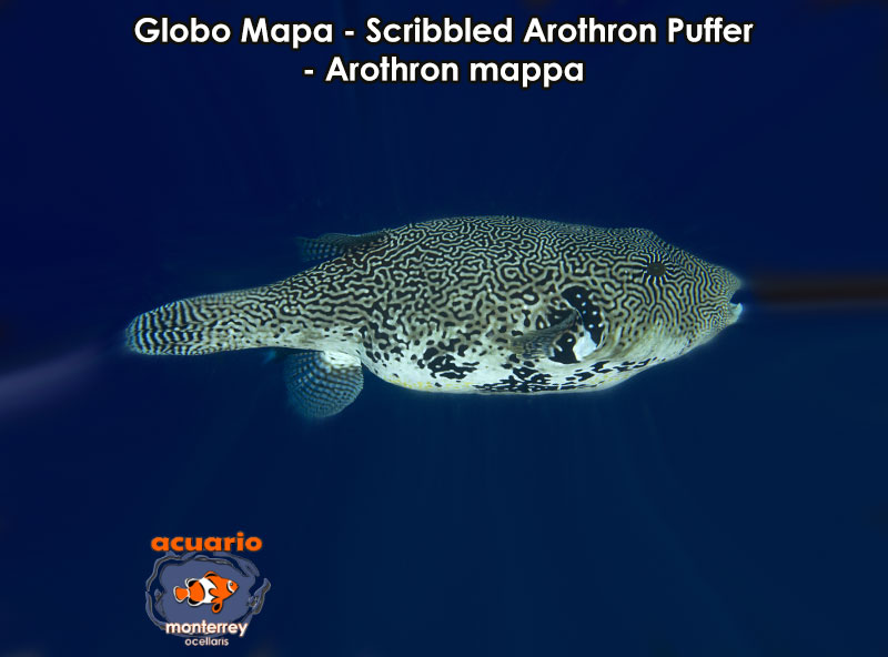 Globo Mapa - Scribbled Arothron Puffer - Arothron mappa