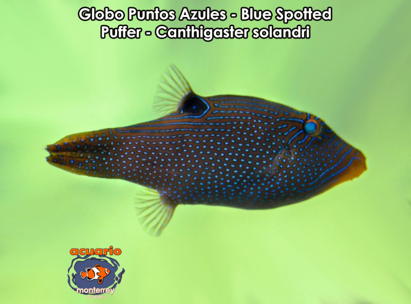 Globo Puntos Azules - Blue Spotted Puffer - Canthigaster solandri