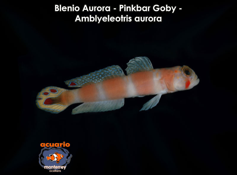 Blenio Aurora - Pinkbar Goby - Amblyeleotris aurora