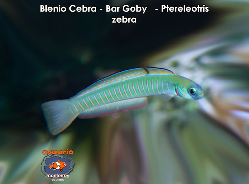 Blenio Cebra - Bar Goby - Ptereleotris zebra