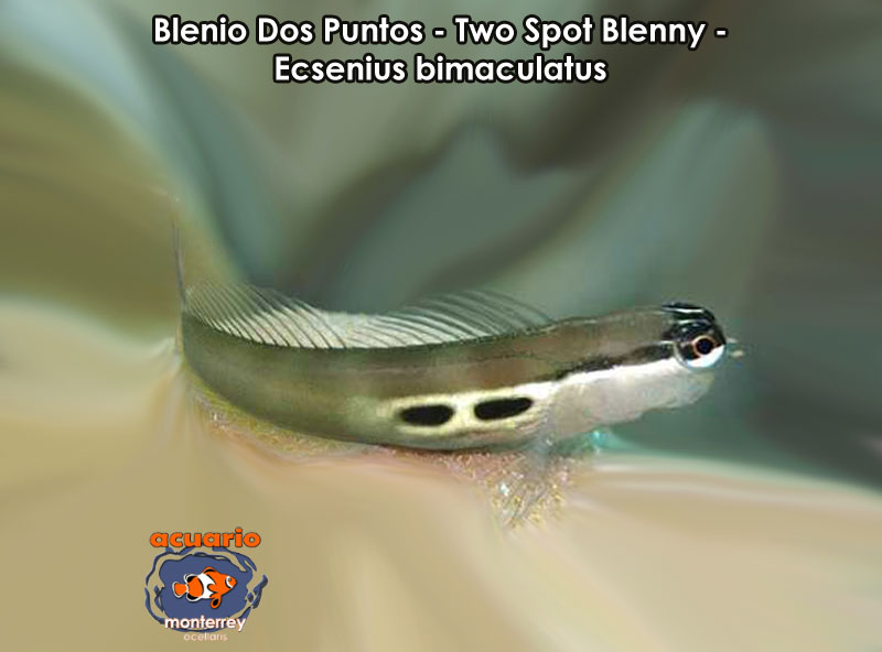 Blenio Dos Puntos - Two Spot Blenny - Ecsenius bimaculatus