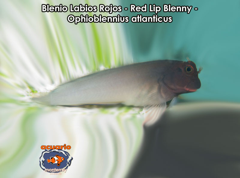 Blenio Labios Rojos - Red Lip Blenny - Ophioblennius atlanticus