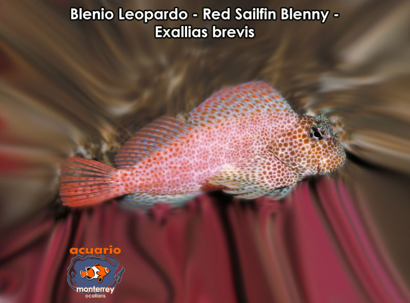 Blenio Leopardo - Red Sailfin Blenny - Exallias brevis