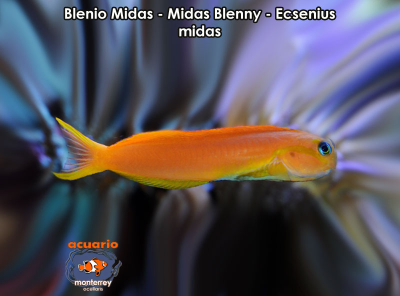 Blenio Midas - Midas Blenny - Ecsenius midas