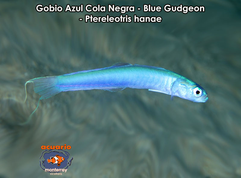 Gobio Azul Cola Negra - Blue Gudgeon - Ptereleotris hanae