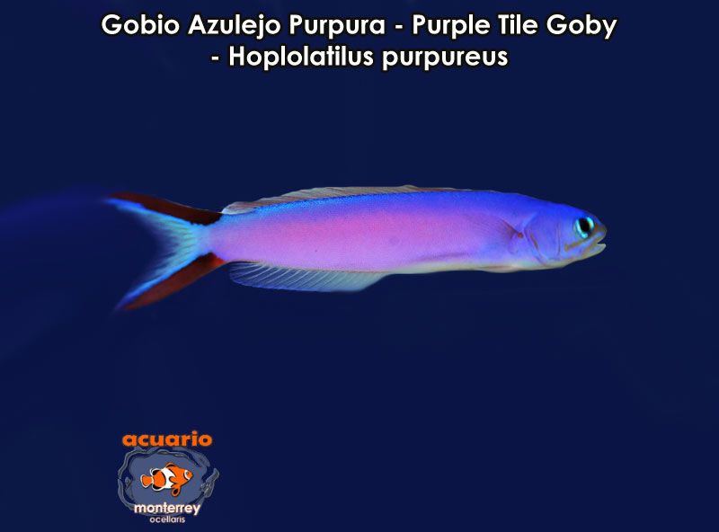 Gobio Azulejo Purpura - Purple Tile Goby - Hoplolatilus purpureus