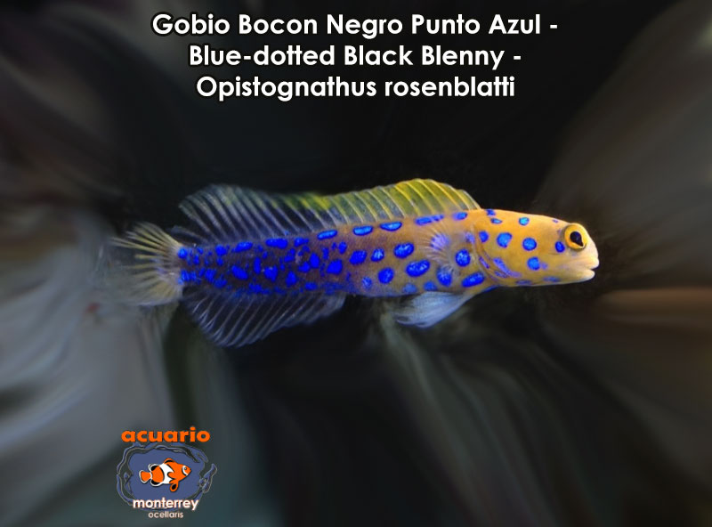 Gobio Bocon Negro Punto Azul - Blue-dotted Black Blenny - Opistognathus rosenblatti