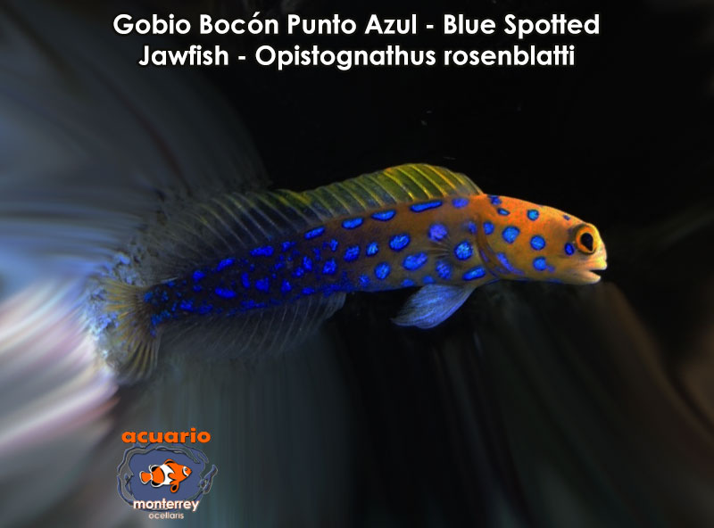 Gobio Bocon Punto Azul - Blue Spotted Jawfish - Opistognathus rosenblatti