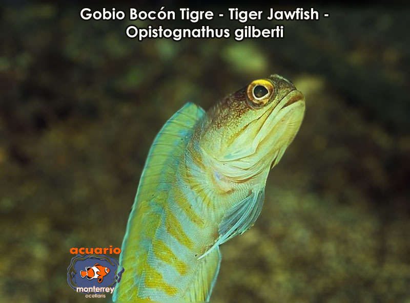 Gobio Bocon Tigre - Tiger Jawfish - Opistognathus gilberti