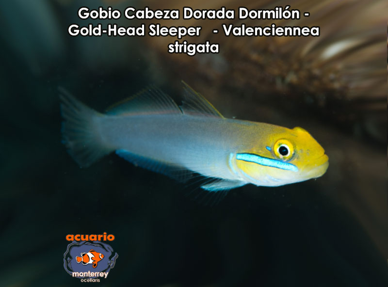 Gobio Cabeza Dorada Dormilon - Gold-Head Sleeper - Valenciennea strigata