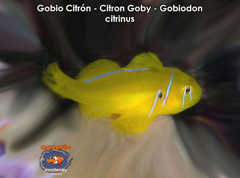 Gobio Citron - Citron Goby - Gobiodon citrinus