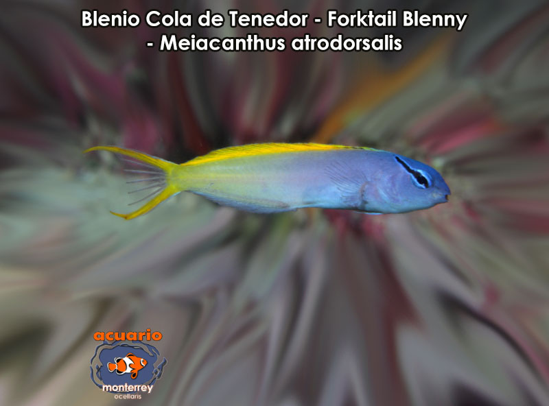 Blenio Cola de Tenedor - Forktail Blenny - Meiacanthus atrodorsalis