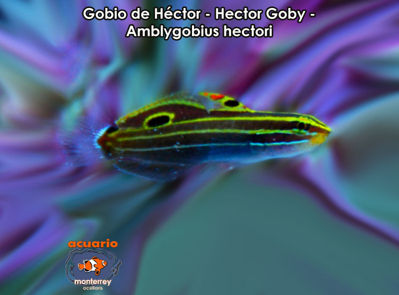 Gobio de Hector - Hector Goby - Amblygobius hectori