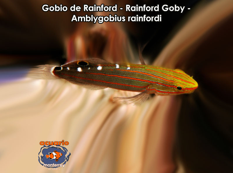 Gobio de Rainford - Rainford Goby - Amblygobius rainfordi